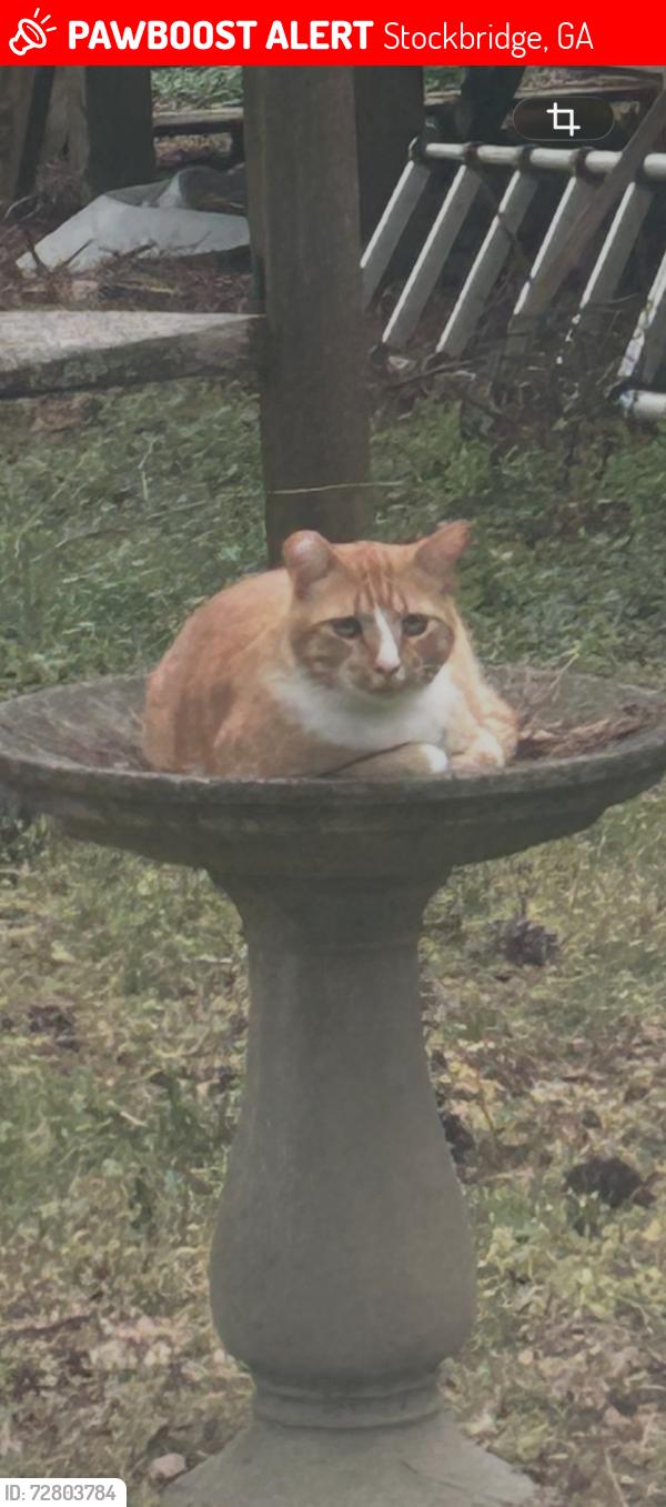 Lost Male Cat last seen Jodeco rd and Flippen st, Stockbridge, GA 30281