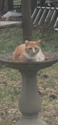Lost Male Cat last seen Jodeco rd and Flippen st, Stockbridge, GA 30281