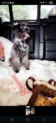 Lost Female Dog last seen Hephzibah Middle School, Hephzibah, GA 30815
