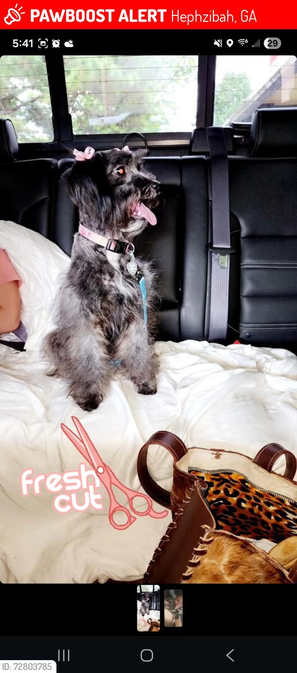 Lost Female Dog last seen Hephzibah Middle School, Hephzibah, GA 30815