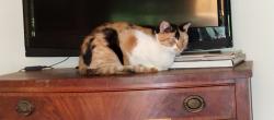 Found/Stray Unknown Cat last seen Goodman Lane, Keswick, VA 22947