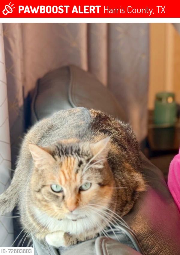 Lost Female Cat last seen Pine run dr, Harris County, TX 77388
