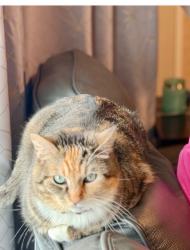 Lost Female Cat last seen Pine run dr, Harris County, TX 77388
