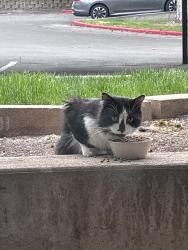 Found/Stray Unknown Cat last seen 45th and 13th, Millcreek, UT 84124