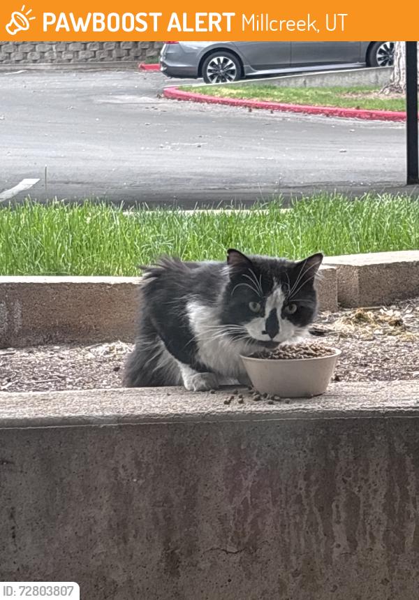 Found/Stray Unknown Cat last seen 45th and 13th, Millcreek, UT 84124
