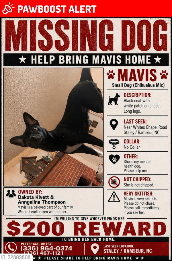 Lost Female Dog last seen Whites chapel road nc staley usa, Randolph County, NC 27355