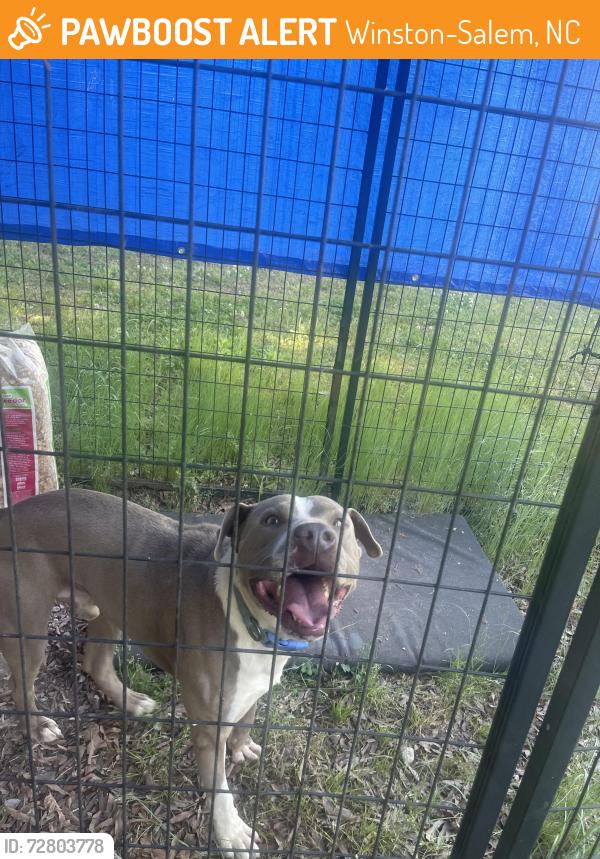 Found/Stray Male Dog last seen Bridgton rd near Follansbee rd, Winston-Salem, NC 27127