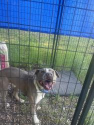 Found/Stray Male Dog last seen Bridgton rd near Follansbee rd, Winston-Salem, NC 27127