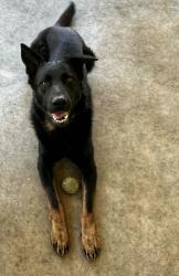 Lost Male Dog last seen Manchaster and Bandera, Los Angeles, CA 90002