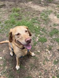 Found/Stray Male Dog last seen Off of 183, Luling, TX 78648