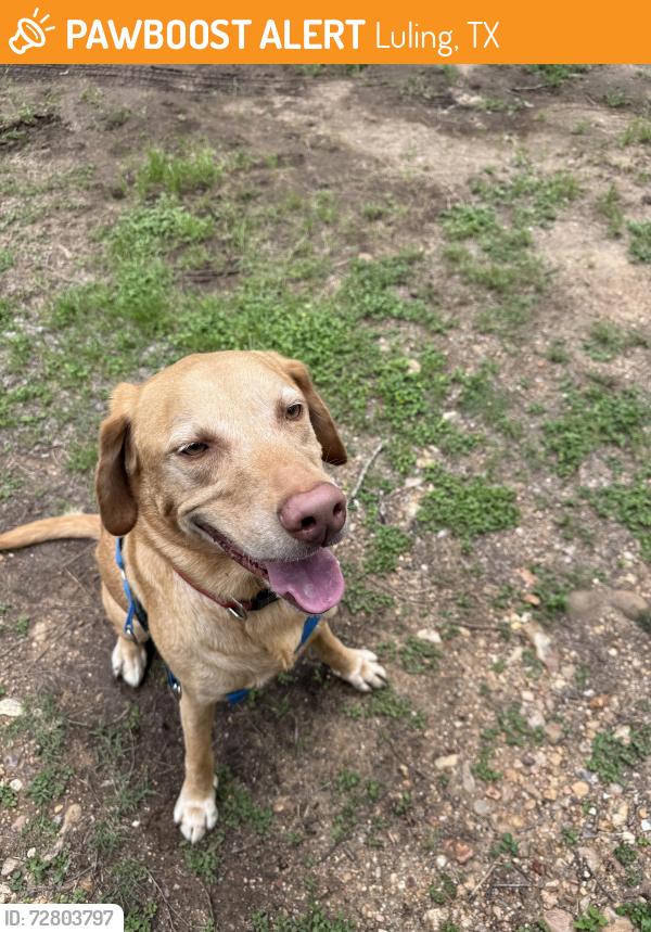 Found/Stray Male Dog last seen Off of 183, Luling, TX 78648