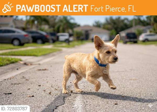 Found/Stray Unknown Dog last seen Weatherbee Rd, Fort Pierce, FL 34982