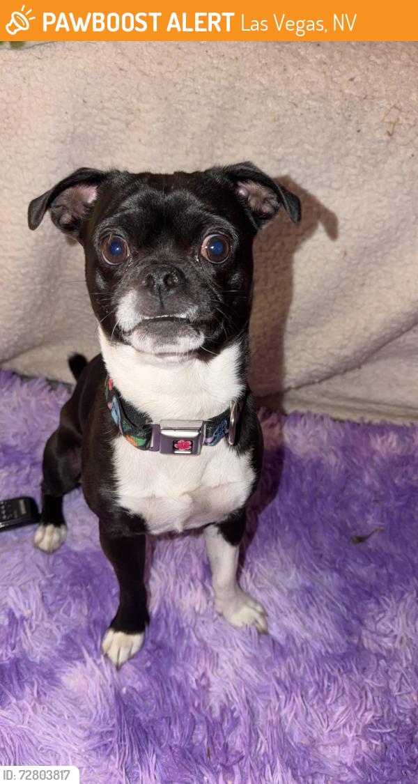 Found/Stray Male Dog last seen Las vegas, Las Vegas, NV 89101