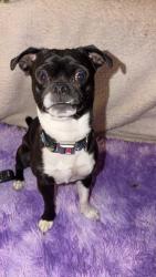 Found/Stray Male Dog last seen Las vegas, Las Vegas, NV 89101