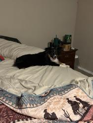 Lost Male Dog last seen College Hills and Oxford , San Angelo, TX 76904