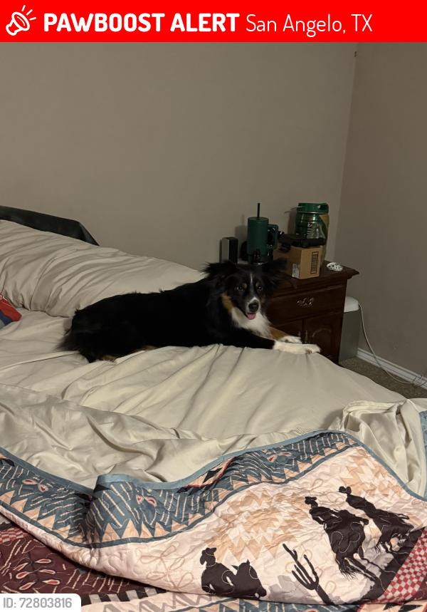 Lost Male Dog last seen College Hills and Oxford , San Angelo, TX 76904