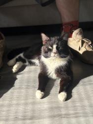 Lost Male Cat last seen Valero gas station, Bangor, PA 18013
