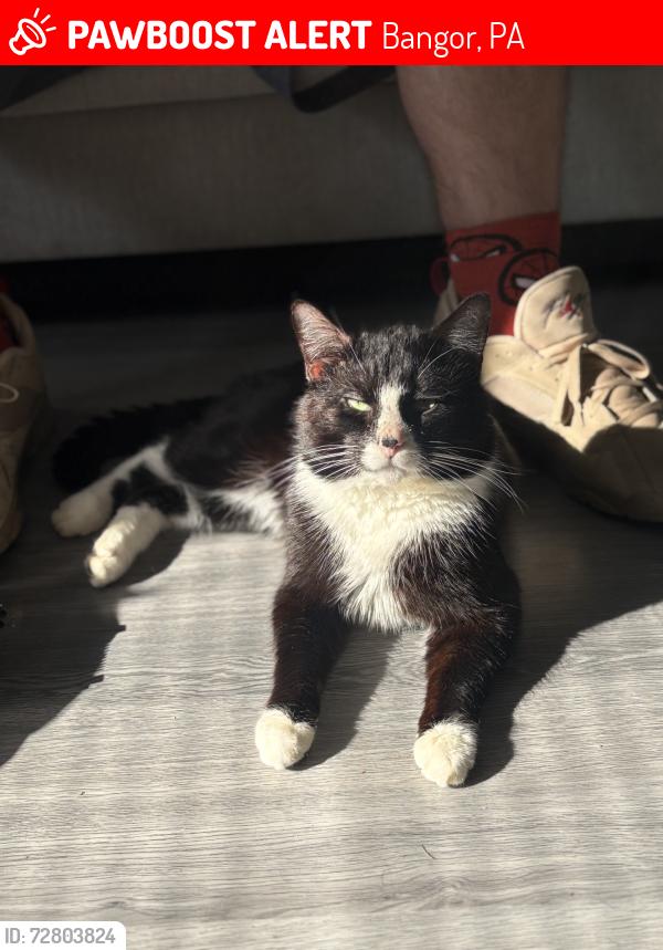 Lost Male Cat last seen Valero gas station, Bangor, PA 18013