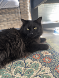 Lost Male Cat last seen Arbordale and asbill court , Cary, NC 27518