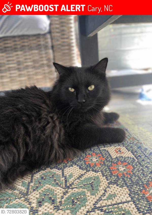 Lost Male Cat last seen Arbordale and asbill court , Cary, NC 27518