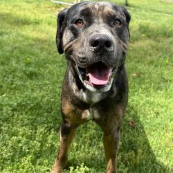 Shelter Stray Male Dog last seen , Cabot, AR 72007