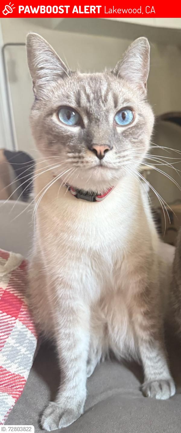 Lost Male Cat last seen South and Lorelei, Lakewood, CA 90712