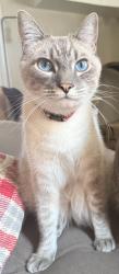 Lost Male Cat last seen South and Lorelei, Lakewood, CA 90712