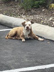Found/Stray Male Dog last seen Bulding 12 , San Antonio, TX 78230