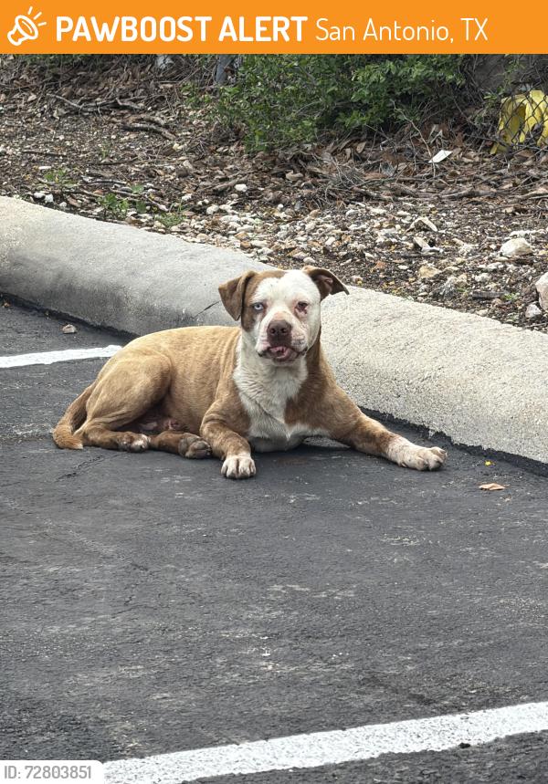 Found/Stray Male Dog last seen Bulding 12 , San Antonio, TX 78230