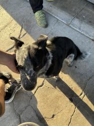 Found/Stray Male Dog last seen Civic center Las Vegas , North Las Vegas, NV 89030