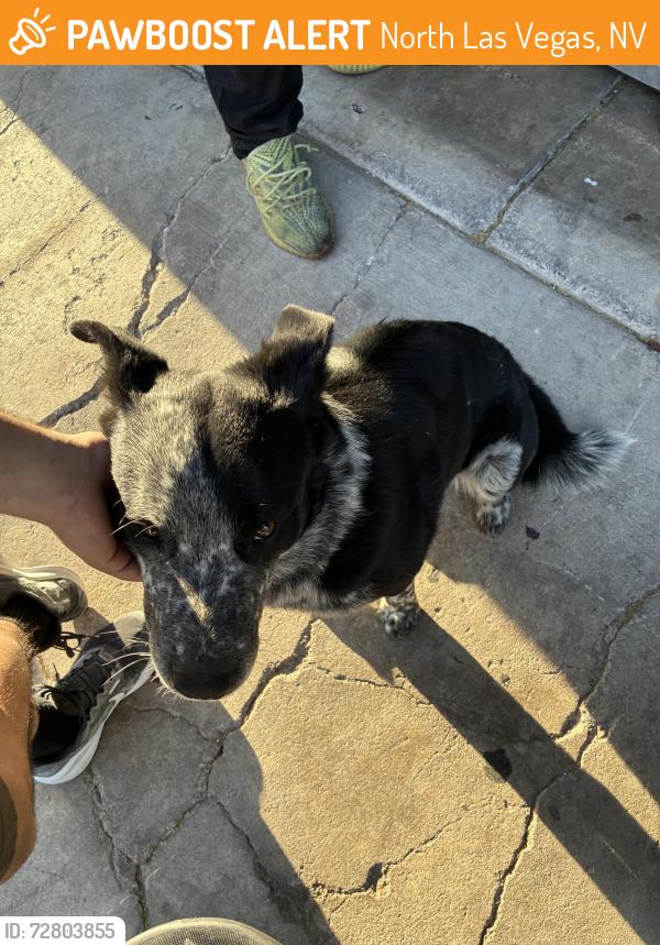 Found/Stray Male Dog last seen Civic center Las Vegas , North Las Vegas, NV 89030