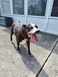 Found/Stray Female Dog last seen Southeastern Av and S. Summit Rd , Indianapolis, IN 46201