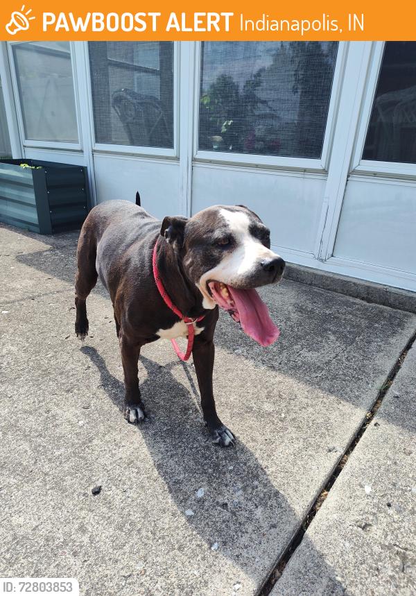 Found/Stray Female Dog last seen Southeastern Av and S. Summit Rd , Indianapolis, IN 46201