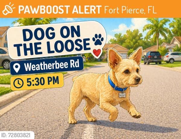 Found/Stray Unknown Dog last seen Weatherbee Rd, Fort Pierce, FL 34982