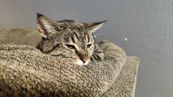 Lost Female Cat last seen Amity, Chicago , Nampa, ID 83686