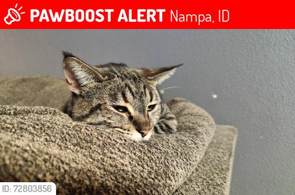 Lost Female Cat last seen Amity, Chicago , Nampa, ID 83686