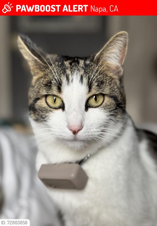 Lost Female Cat last seen Adrian and G St, Napa, CA 94559