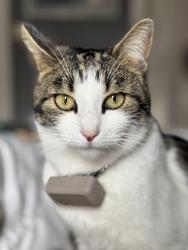Lost Female Cat last seen Adrian and G St, Napa, CA 94559