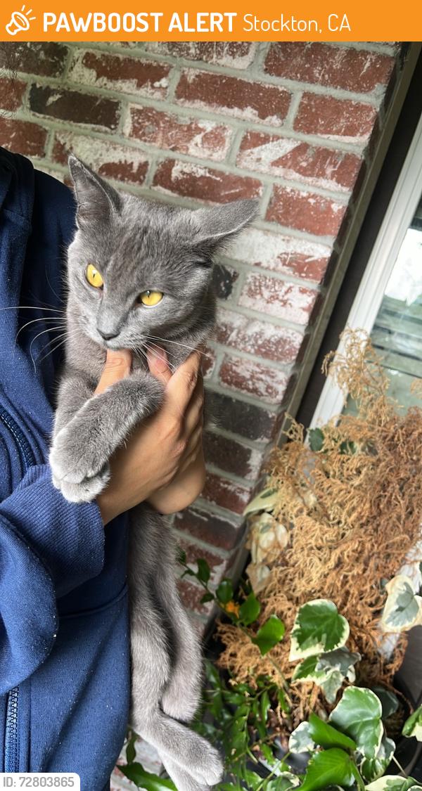 Found/Stray Unknown Cat last seen Weeping willow, Stockton, CA 95209