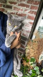 Found/Stray Unknown Cat last seen Weeping willow, Stockton, CA 95209