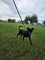 Lost Male Dog last seen Near w clarendon ave Phoenix , Phoenix, AZ 85031