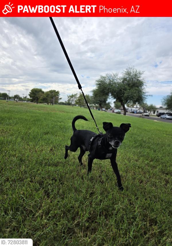 Lost Male Dog last seen Near w clarendon ave Phoenix , Phoenix, AZ 85031