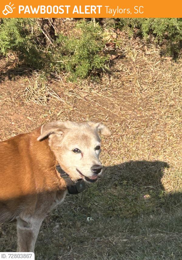 Found/Stray Unknown Dog last seen Wood Road, Taylors, SC 29687