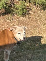 Found/Stray Unknown Dog last seen Wood Road, Taylors, SC 29687