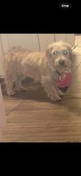 Lost Female Dog last seen Carolina drive, Williston, SC 29853