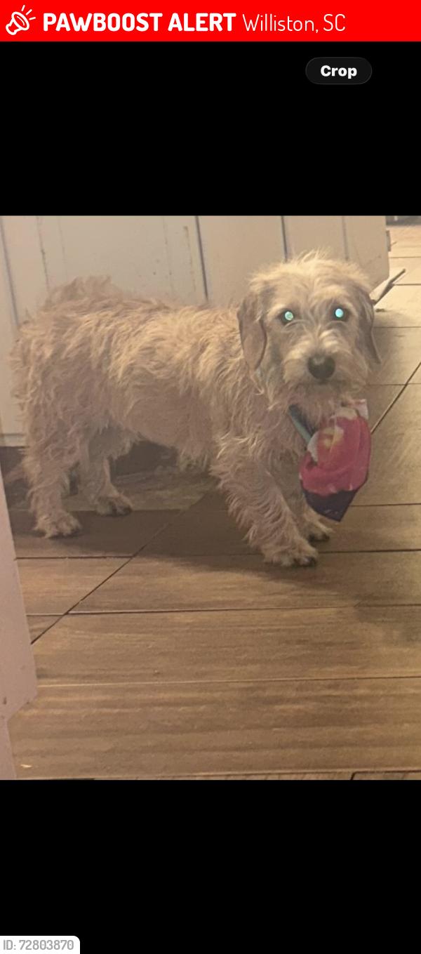 Lost Female Dog last seen Carolina drive, Williston, SC 29853