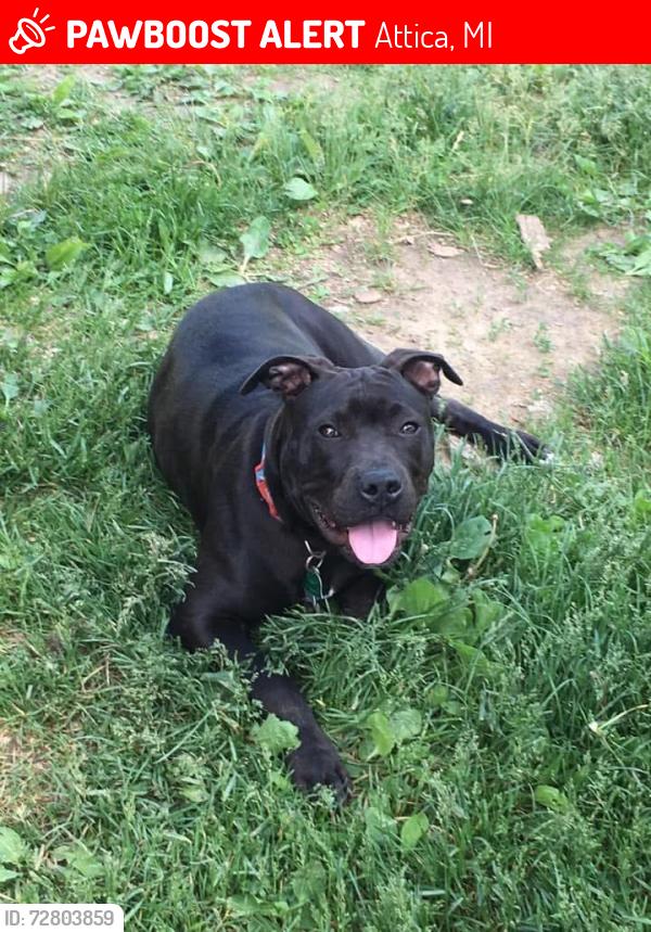 Lost Male Dog last seen Newark rd , Attica, MI 48412