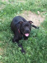 Lost Male Dog last seen Newark rd , Attica, MI 48412