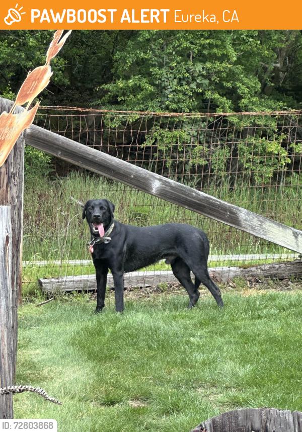 Found/Stray Male Dog last seen Freshwater Rd & Steele Lane, Eureka, CA 95503