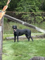Found/Stray Male Dog last seen Freshwater Rd & Steele Lane, Eureka, CA 95503